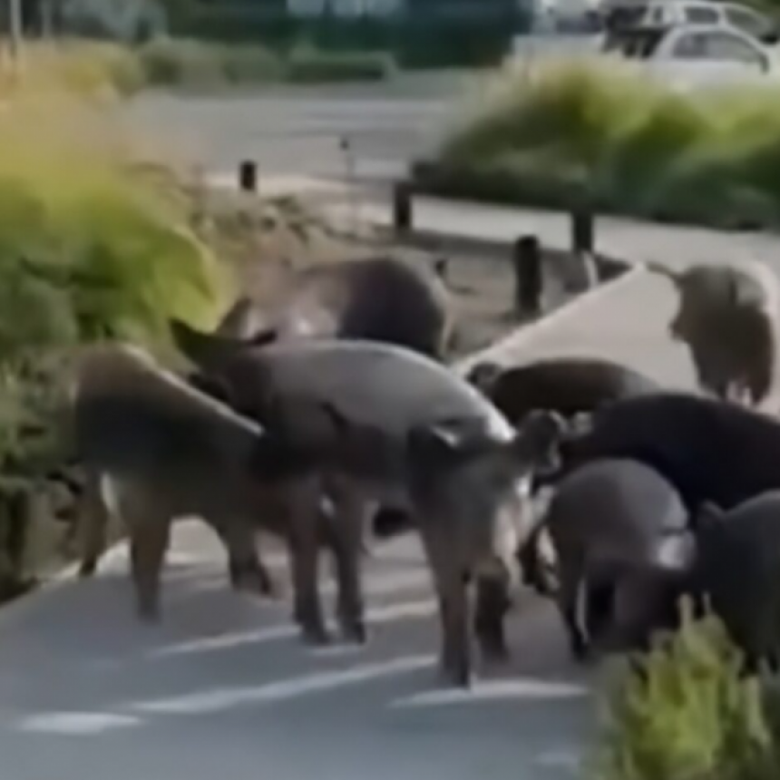De Los Carpinchos A Los Chanchitos Salvajes: La Fauna Irrumpe Y Desata Polémica En Nordelta