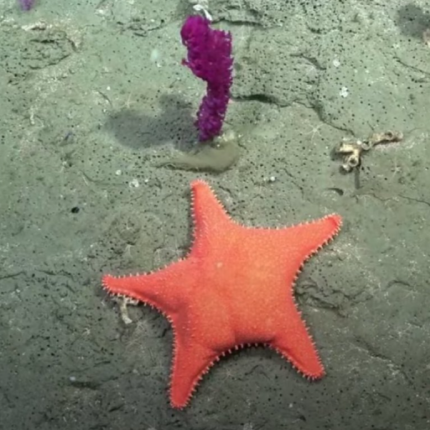 El Fondo Del Mar Argentino Como Nunca Se Vio: Las Mejores Fotos De La Expedici&oacute;n Del CONICET